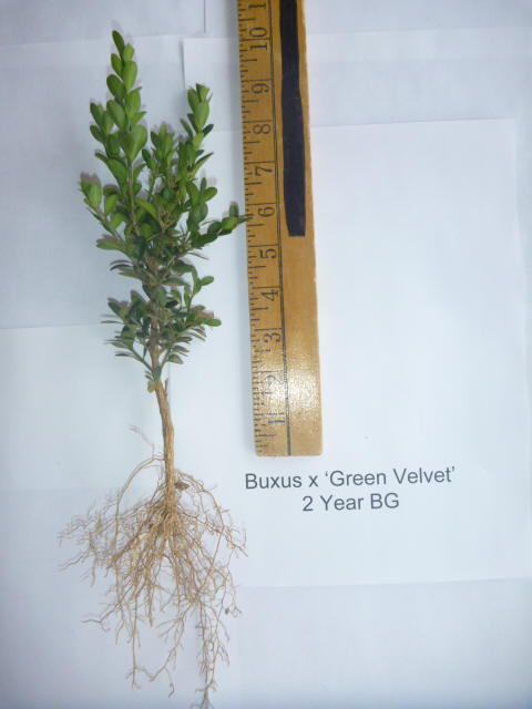 Buxus Green Velvet Boxwood 2 year grade