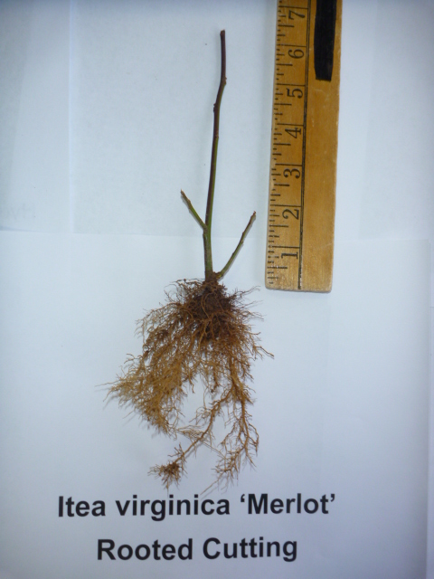 Itea virginica merlot rooted cutting