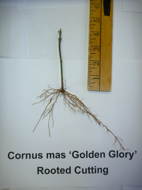 Cornus mas Golden Glory Dogwood Rooted Cutting
