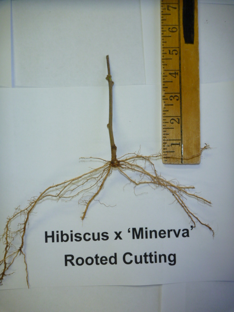 Hibiscus Minerva rooted cutting