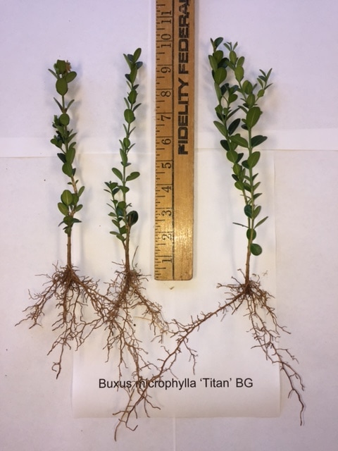 Buxus microphylla Titan Boxwood - bed grown grade