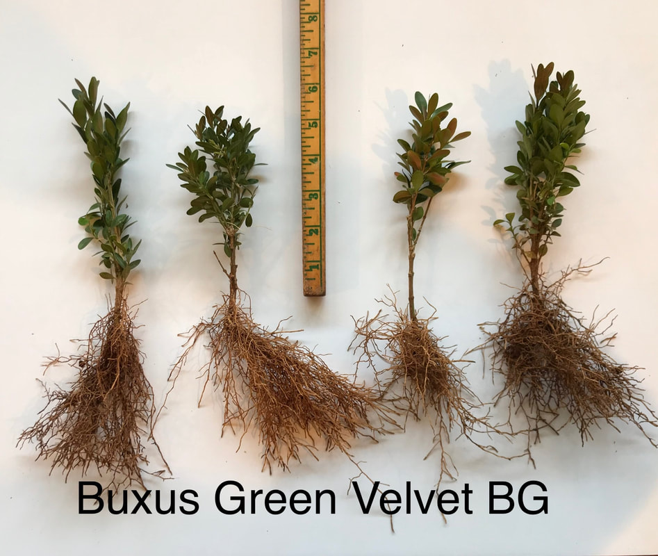 Photo of Buxus Green Velvet Boxwood - bed grown grade