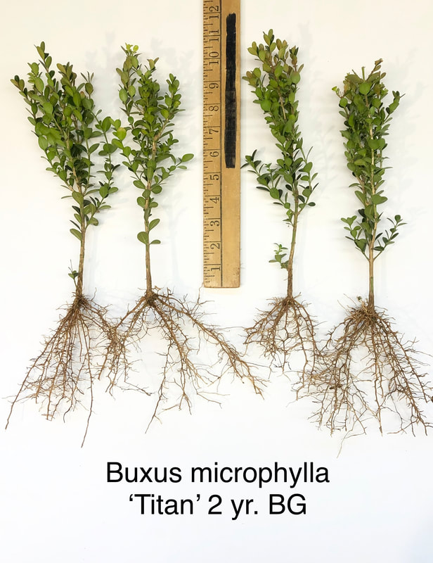 Buxus microphylla Titan Boxwood - 2yr bed grown grade