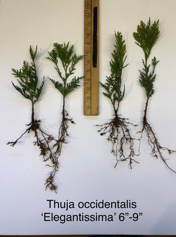 Thuja occidentalis 'Elegantissima' Arborvitae bed grown liner