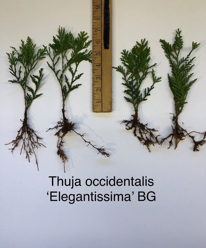 Thuja occidentalis 'Elegantissima' Arborvitae bed grown liner