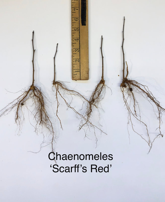Chaenomeles 'Scarff's Red' rooted cutting bare root liner