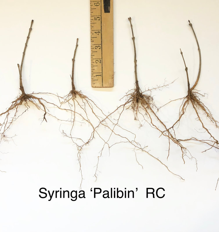 Syringa Palibin Lilac Rooted Cutting