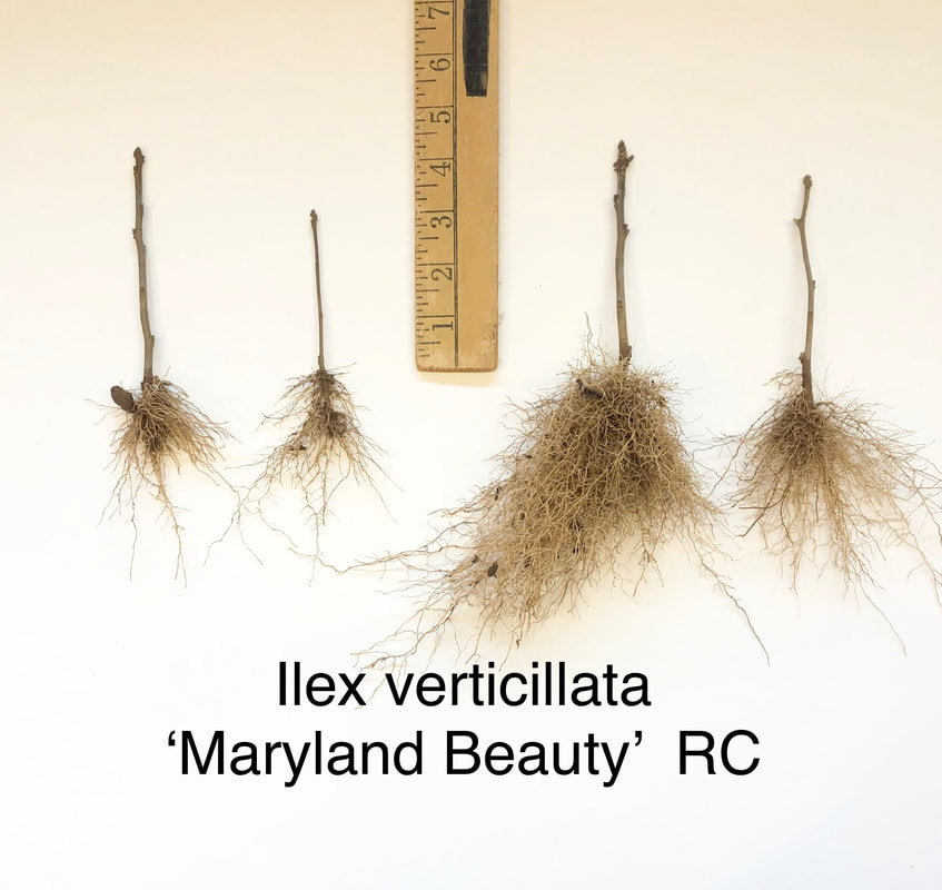 Ilex verticillata Maryland Beauty holly rooted cutting