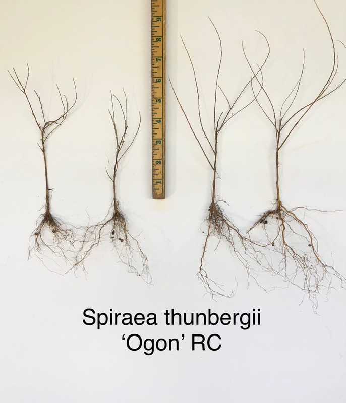 Spiraea thunbergii Ogon rooted cutting liner