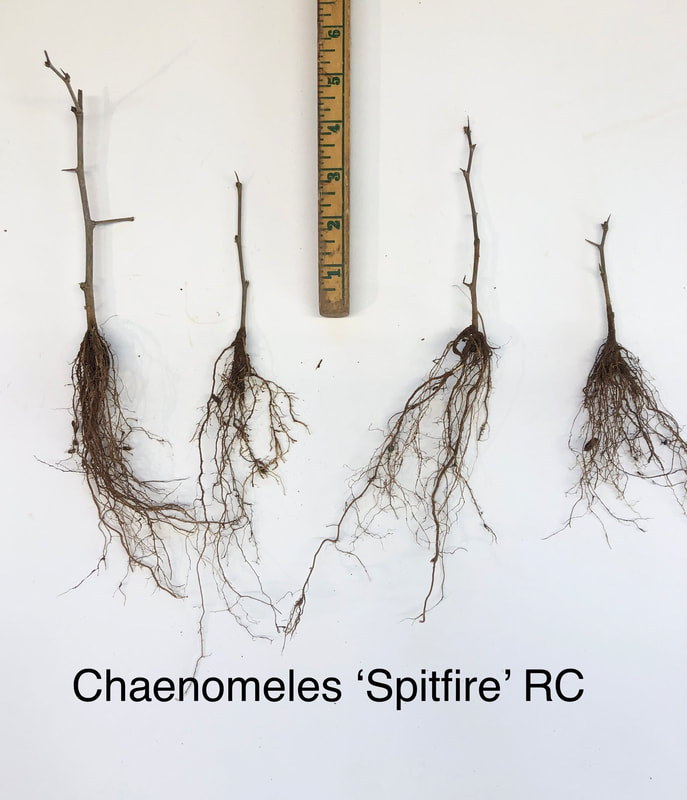 Chaenomeles Spitfire rooted cutting