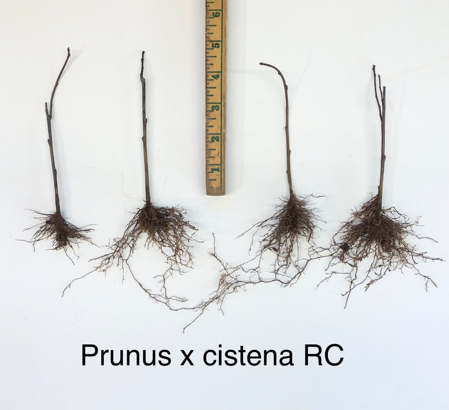 Prunus cistena rooted cutting liner