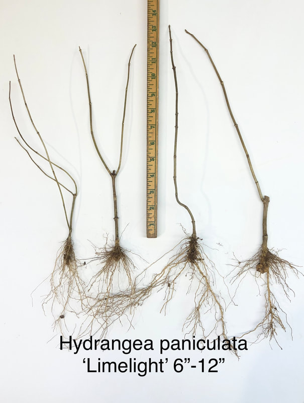 Hydrangea paniculata Limelight 6