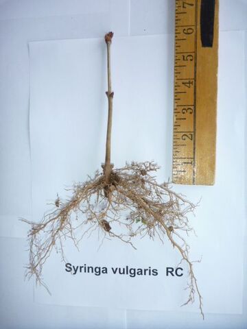 Syringa vulgaris Common Lilac rooted cutting liner