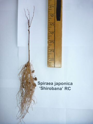 Spiraea Shirobana rooted cutting liner