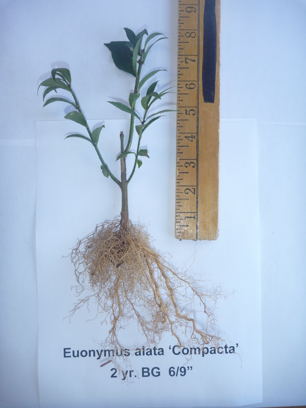 Euonymus alata compata Burning Bush two year 6