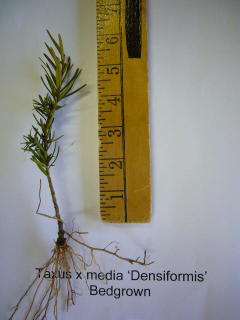 Taxus Densiformis Yew liner