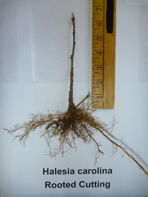 Halesia carolina Carolina Silverbell rooted cutting