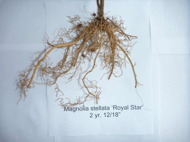 Magnolia Royal Star two year liner roots