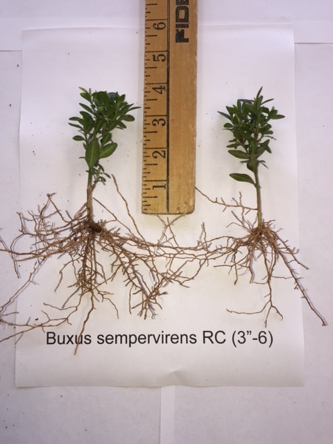 Buxus sempervirens rooted cutting photo