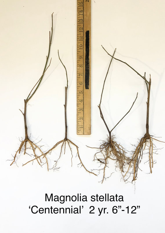 Magnolia stellata Centennial two year 6 to 12 inch