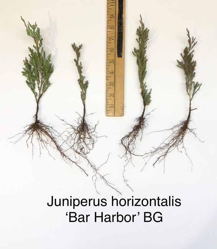 Juniperus horizontalis 'Bar Harbor' BG bare root liner