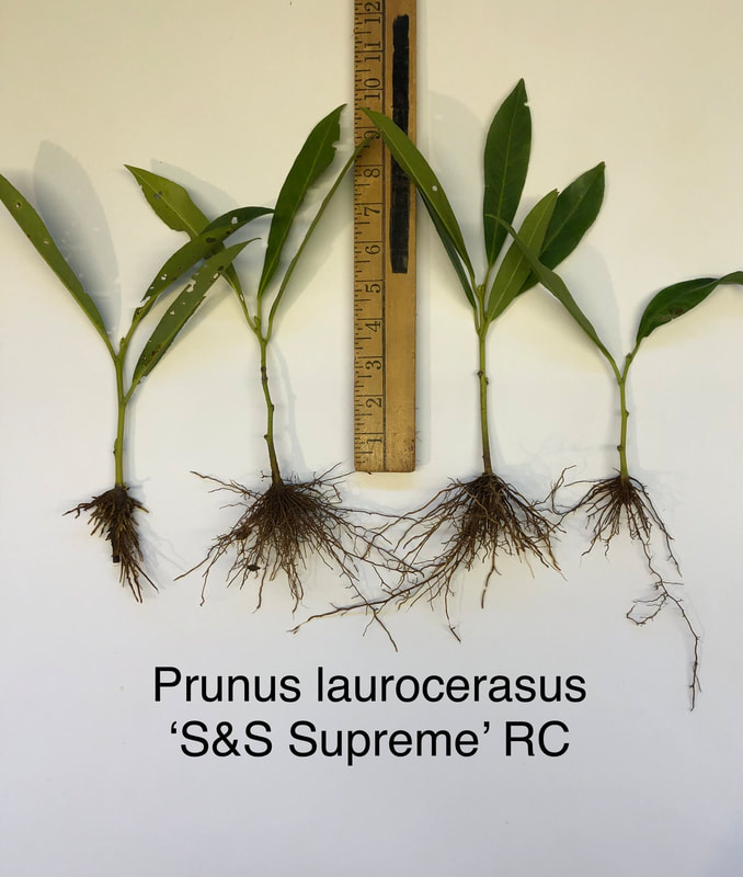 Prunus laurocerasus 'S&S Supreme' rooted cutting liner