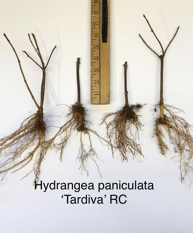 Hydrangea paniculata Tardiva rooted cutting