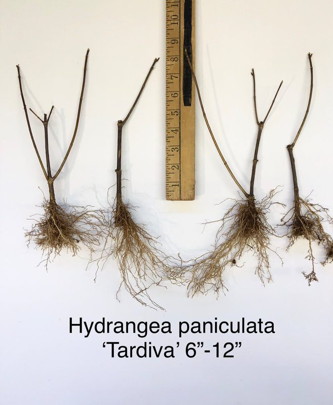 Hydrangea paniculata Tardiva 6