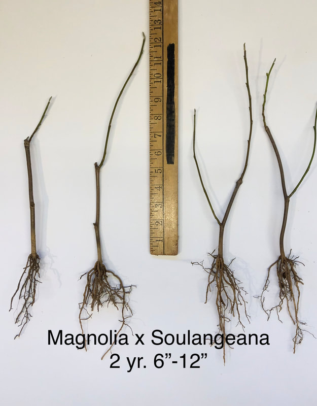 Magnolia soulangeana 2yr 6