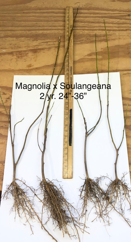 Magnolia soulangeana 2yr 24