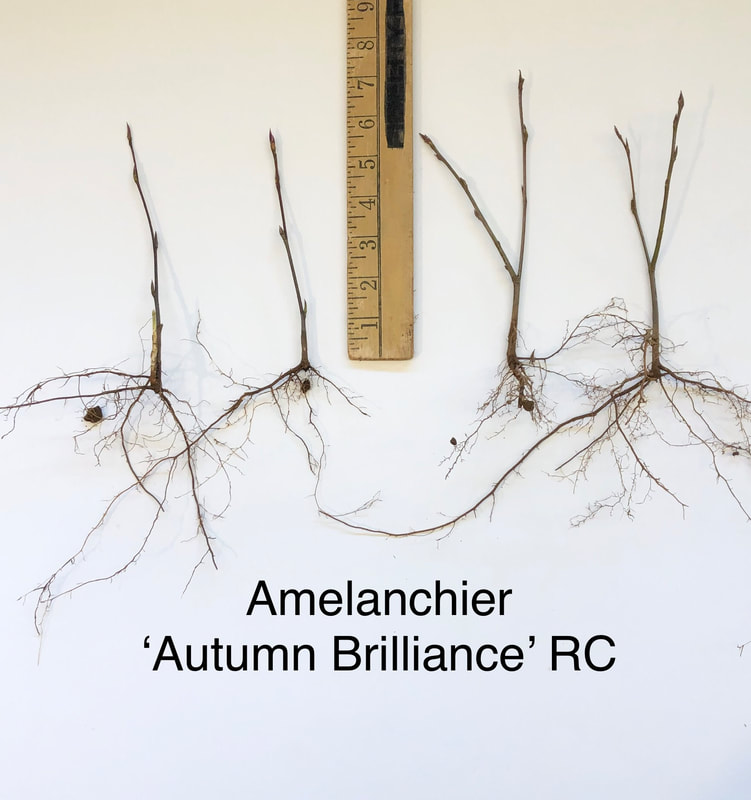 Amelanchier 'Autumn Brilliance' liner photo