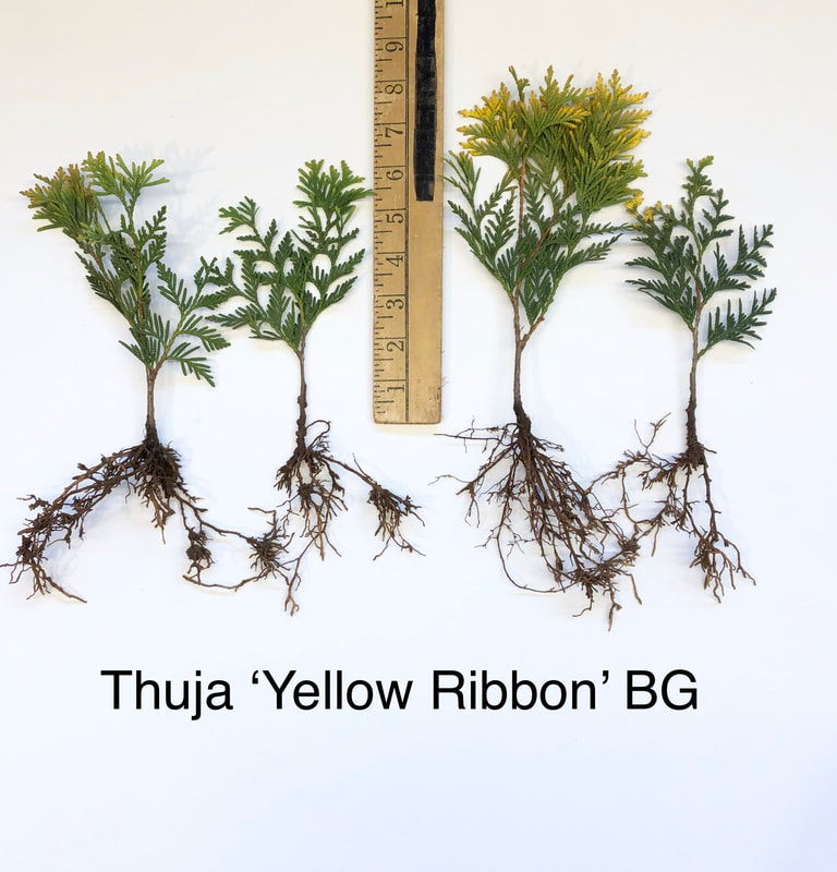 Thuja Yellow Ribbon Arborvitae bed grown liner