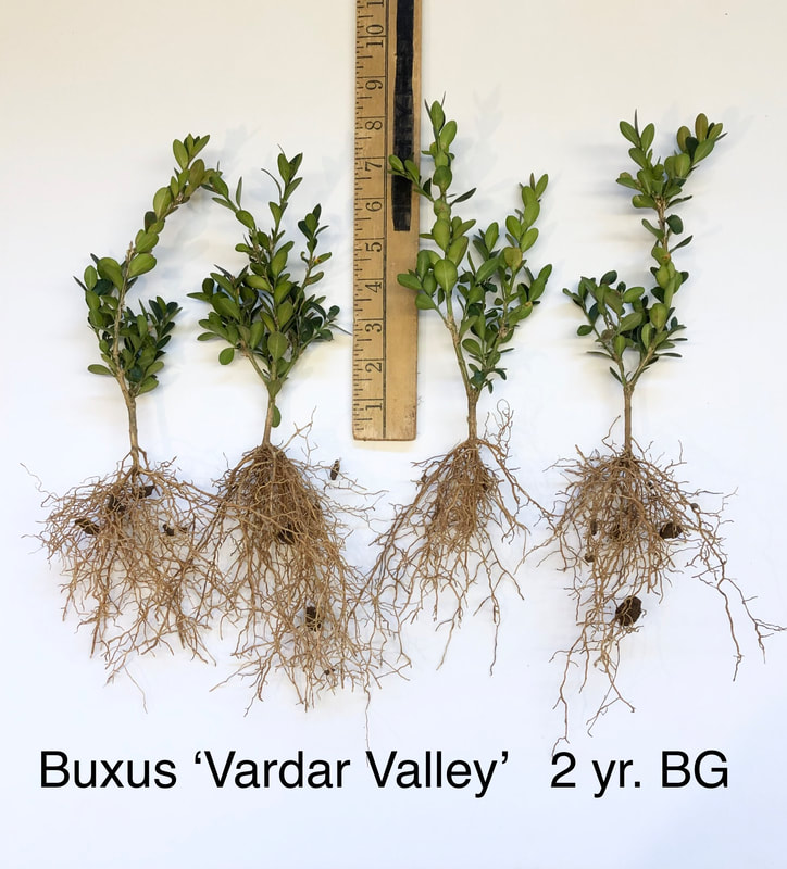 Buxus sempervirens Vardar Valley 2yr BG photo
