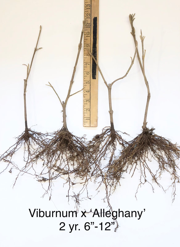 Viburnum x 'Alleghany' two year 6