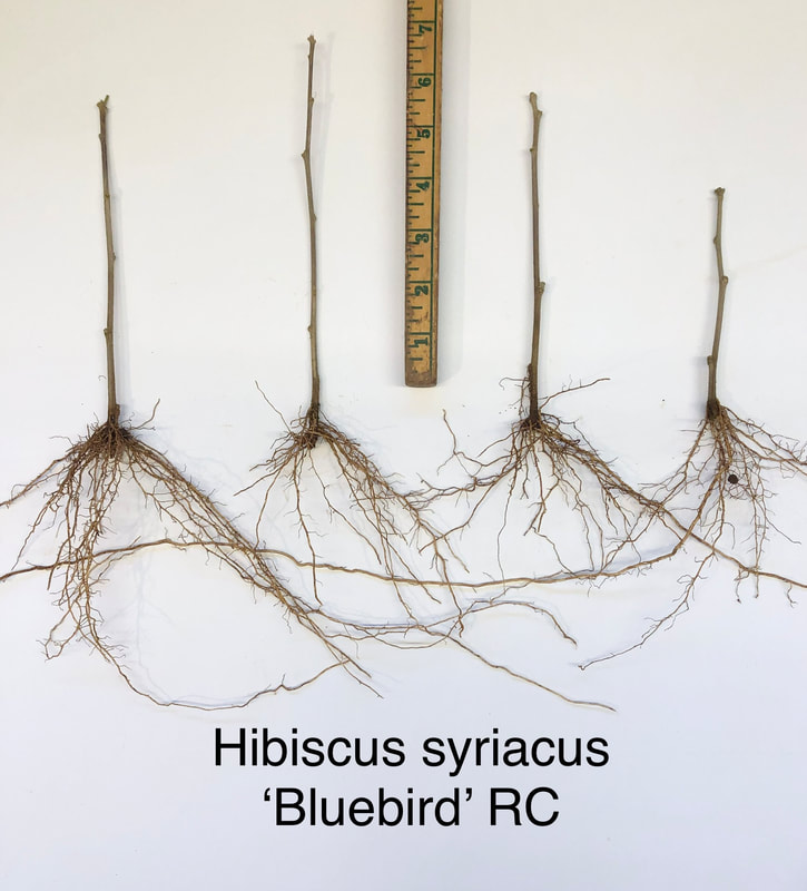 Hibiscus syriacus Bluebird rooted cutting