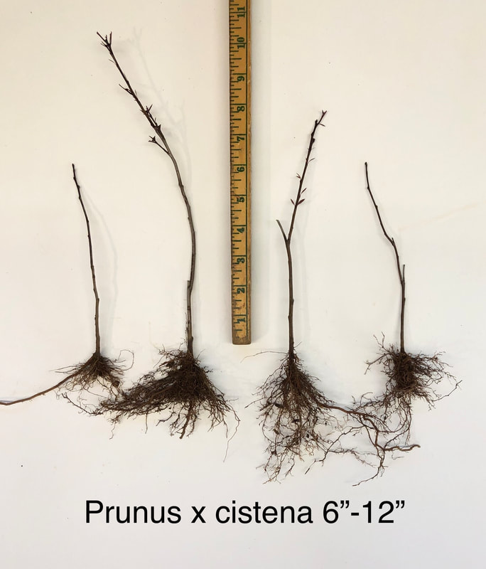 Prunus cistena 6 to 12 inch liner