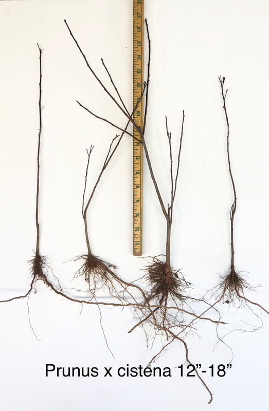 Prunus cistena 12 to 18 inch liner