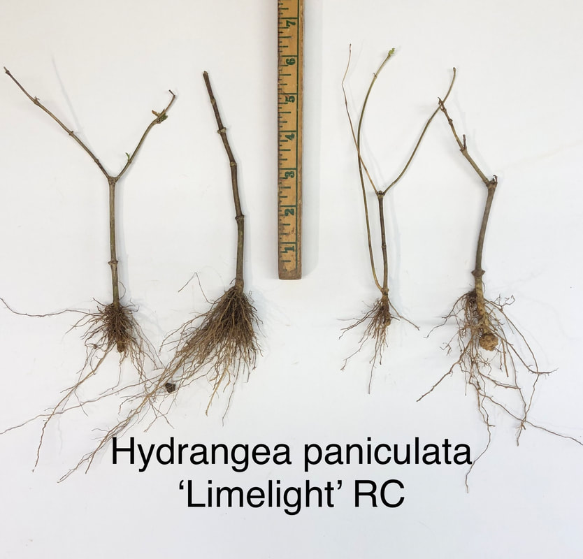 Hydrangea paniculata Limelight rooted cutting