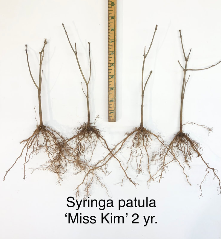 Syringa Miss Kim Lilac two year liner