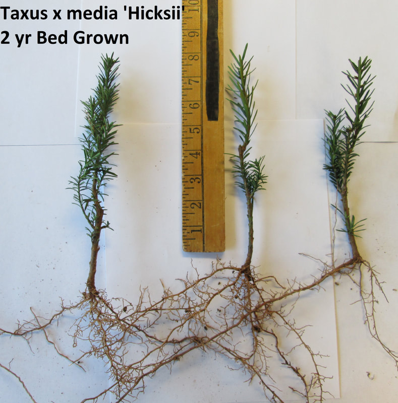 Taxus Hicksii Yew 2 year liner